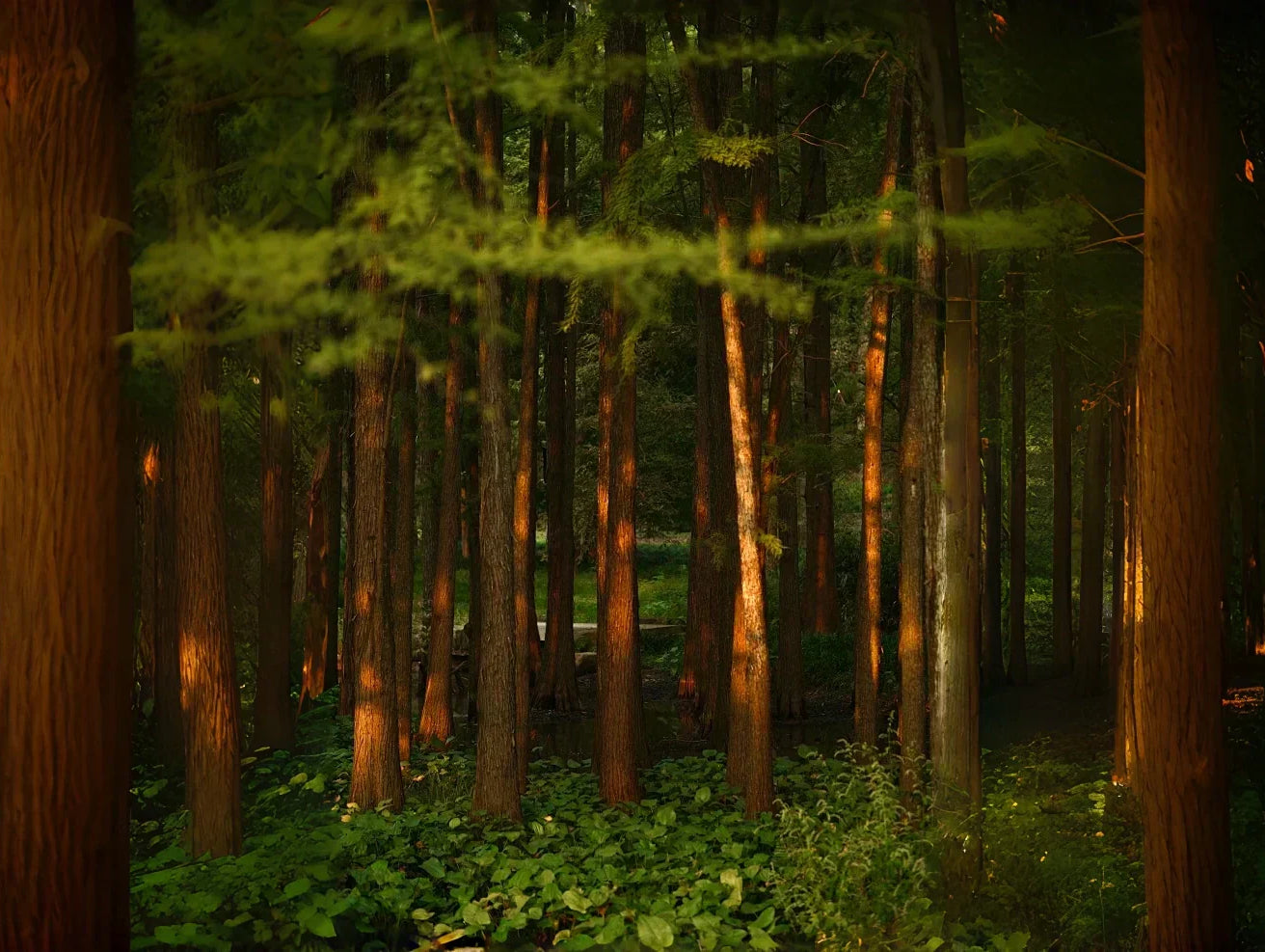 Choosing the Right Wood for Your Sauna: Understanding the Benefits of Canadian Hemlock, African Mahogany, and US Fir Wood