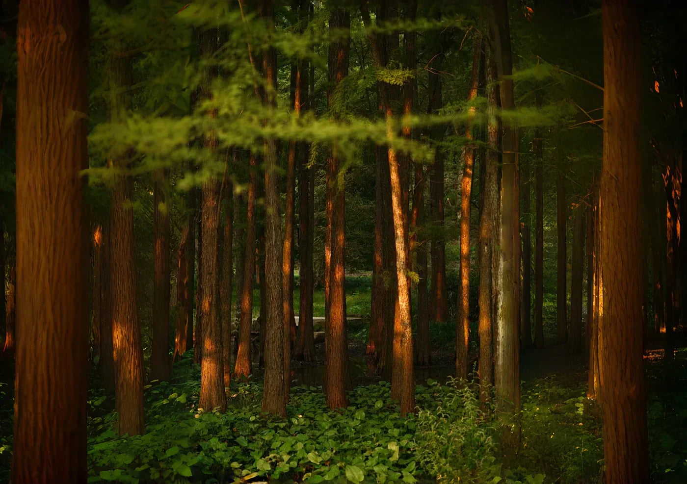 Choosing the Right Wood for Your Sauna: Understanding the Benefits of Canadian Hemlock, African Mahogany, and US Fir Wood